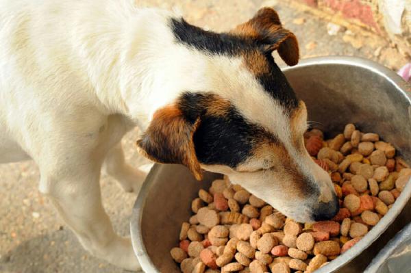 خرید غذای حیوانات خانگی در انواع مختلف