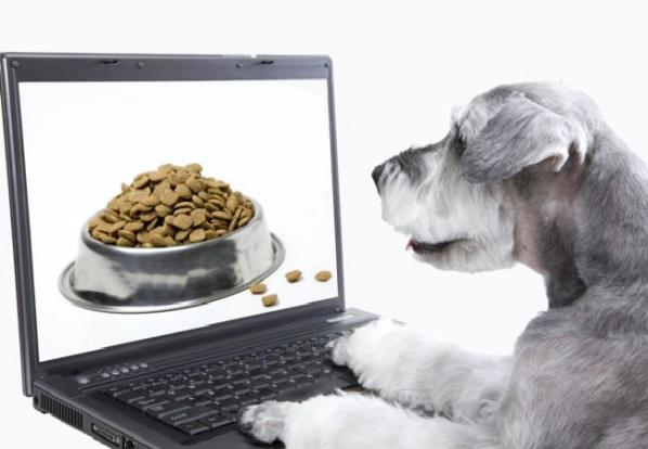 سایت خرید اینترنتی غذای حیوانات خانگی درجه یک