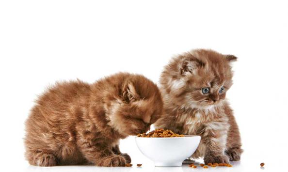 کدام غذا برای گربه پرشین مناسب و مفید می باشد؟