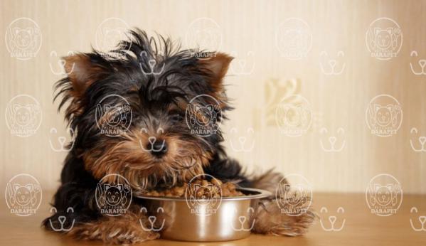 اطلاع از قیمت انواع غذای سگ آپارتمانی