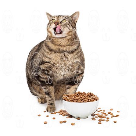 ویژگی های قابل توجه کنسرو غذا گربه بالغ