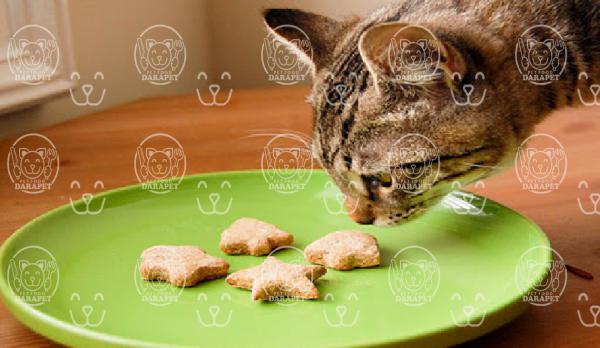 مشخصات غذای گربه خانگی