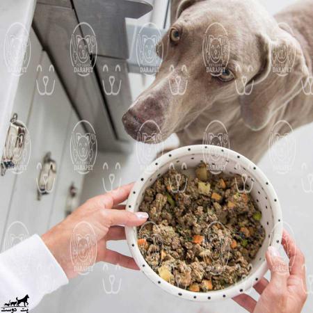 اصلی ترین غذای سگ های خانگی