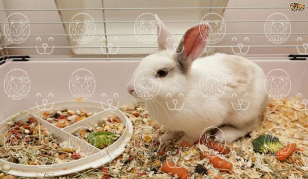 محبوبترین غذای خرگوش مینیاتوری