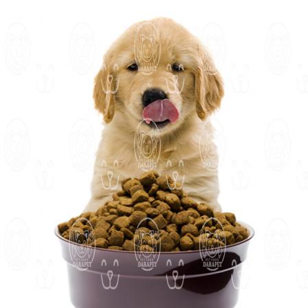 بازار فروش غذای سگ آپارتمانی با قیمت استثنایی