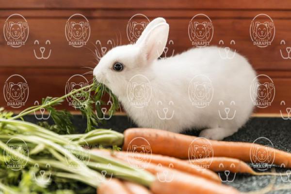 مراکز تولید انبوه غذای خرگوش 