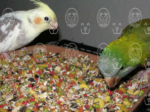 بهترین سایت فروش خوراک پرنده خانگی
