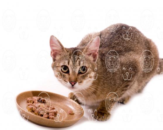 توزیع مستقیم کنسرو غذا گربه