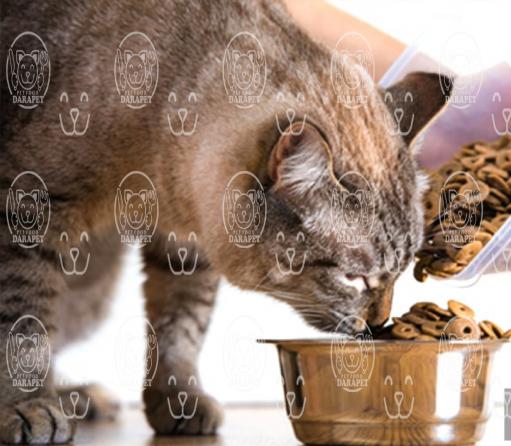تولیدی انواع غذای گربه