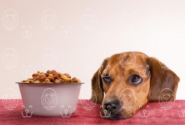 خرید اینترنتی غذای سگ خانگی با قیمت ارزان 