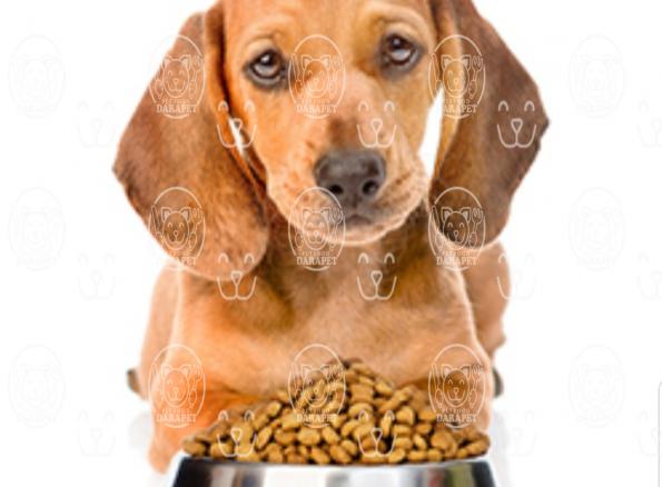 مناسبترین غذا برای سگ های خانگی