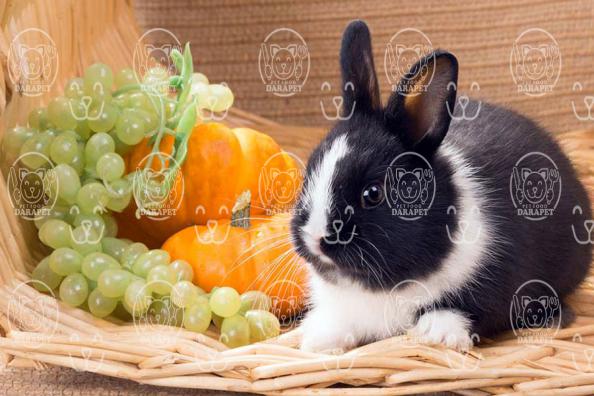 لیست انواع غذای خرگوش با قیمت ارزان
