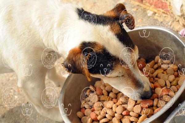 پخش بهترين غذا خانگی سگ شیتزو