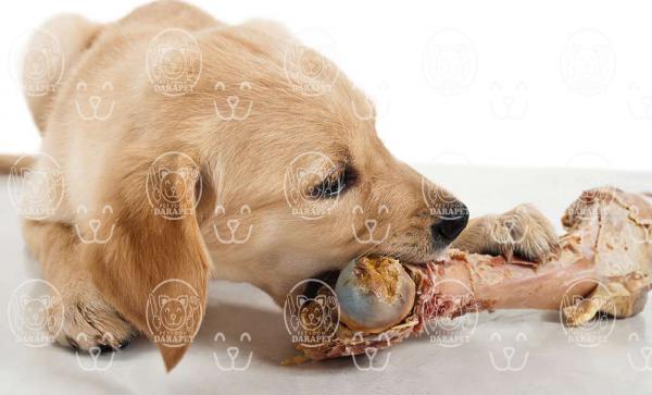 آنچه باید از خوراک سگ نگهبان بدانید