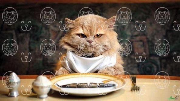 معروفترین سایت فروش غذای گربه در ایران