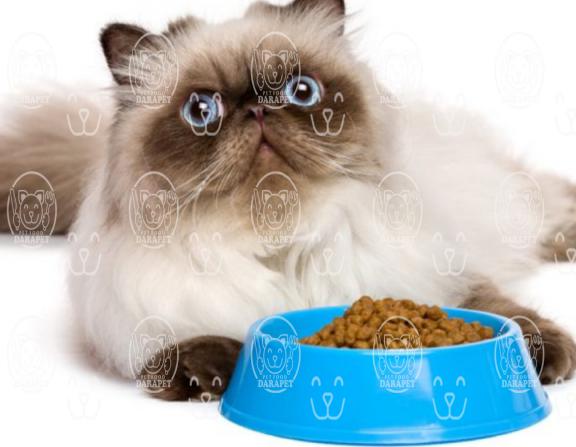 انواع غذای گربه در بازار