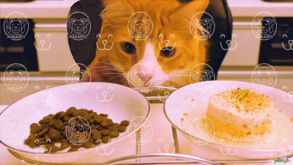 عرضه مستقیم غذای گربه باکیفیت