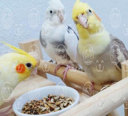 مراکز خرید خوراک پرنده خانگی ارزان