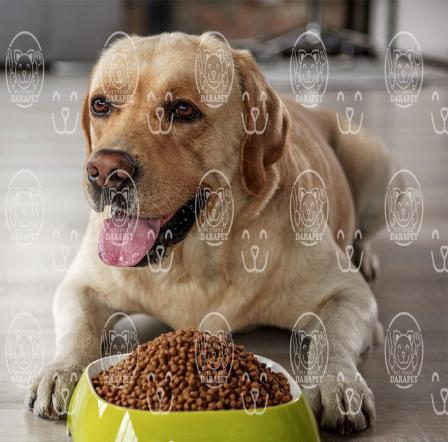 قیمت فروش غذای سگ خانگی در بازار