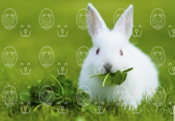 فروش غذای تشویقی خرگوش
