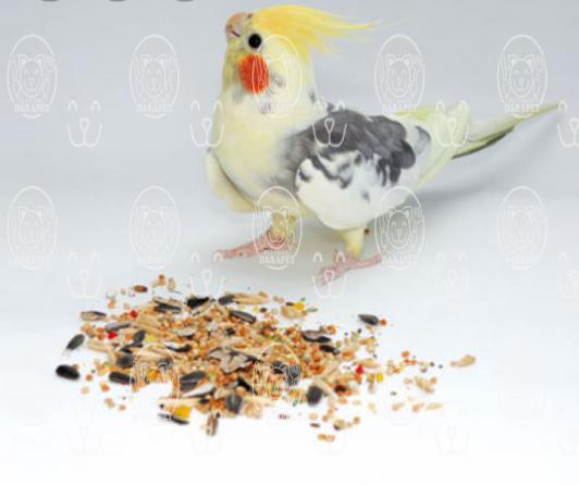 آنچه که باید در مورد خوراک پرنده خانگی بدانید