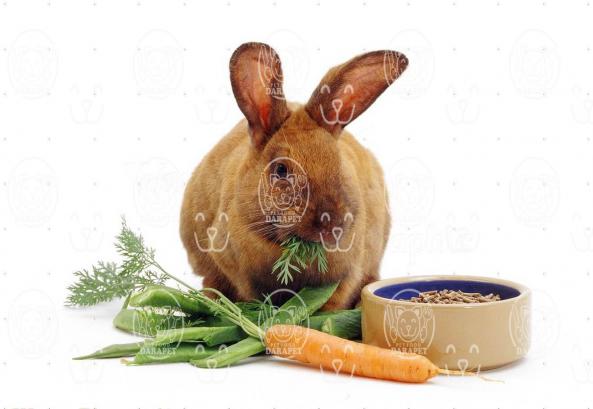 قیمت غذای خرگوش مینیاتوری چگونه تعیین می شود؟