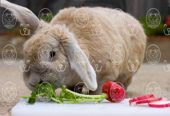 ترکیبات ضروری در غذای خرگوش مینیاتوری