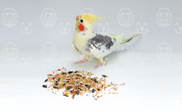 سایت فروش خوراک پرنده خانگی
