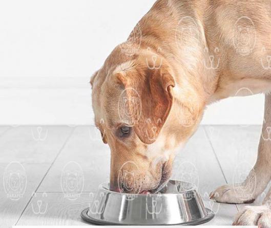 غذای اصلی سگ خانگی چیست؟
