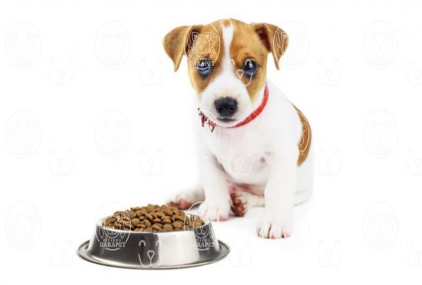 راهنمای جامع غذای سگ خانگی