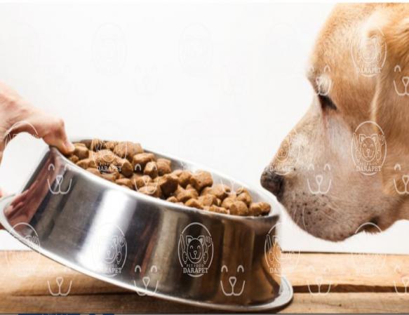 بازار فروش غذای سگ خانگی ارزان