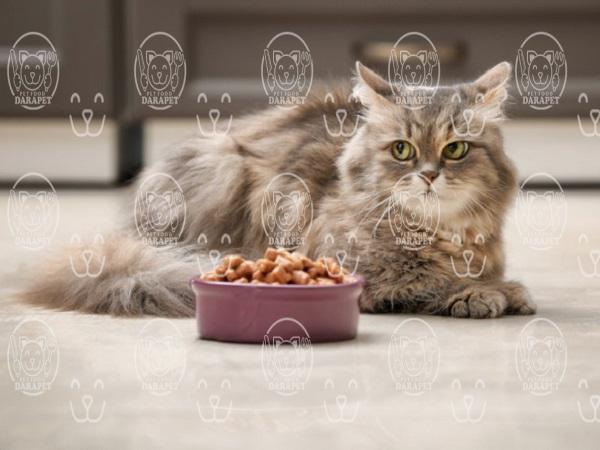 ویژگی های غذای خشک برای گربه پرشین