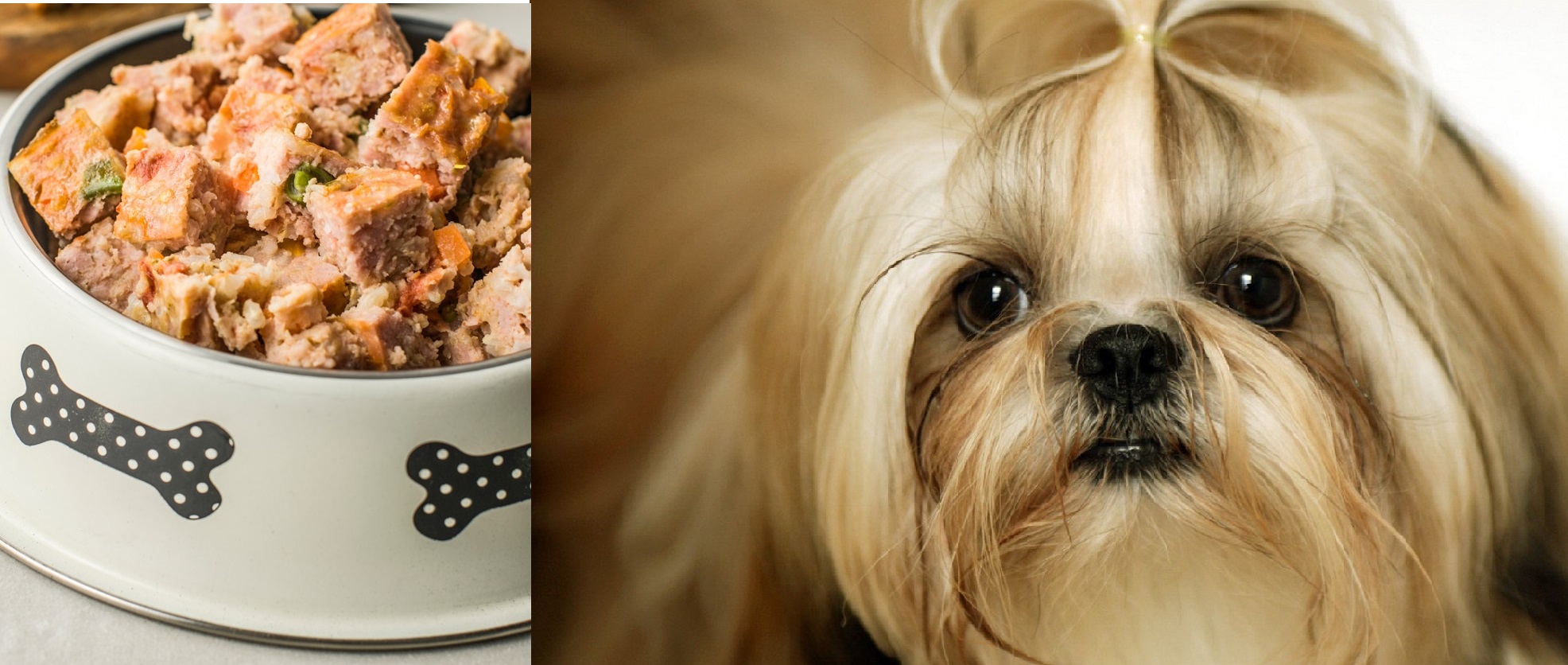 فروش بهترین غذا سگ خانگی شیتزو