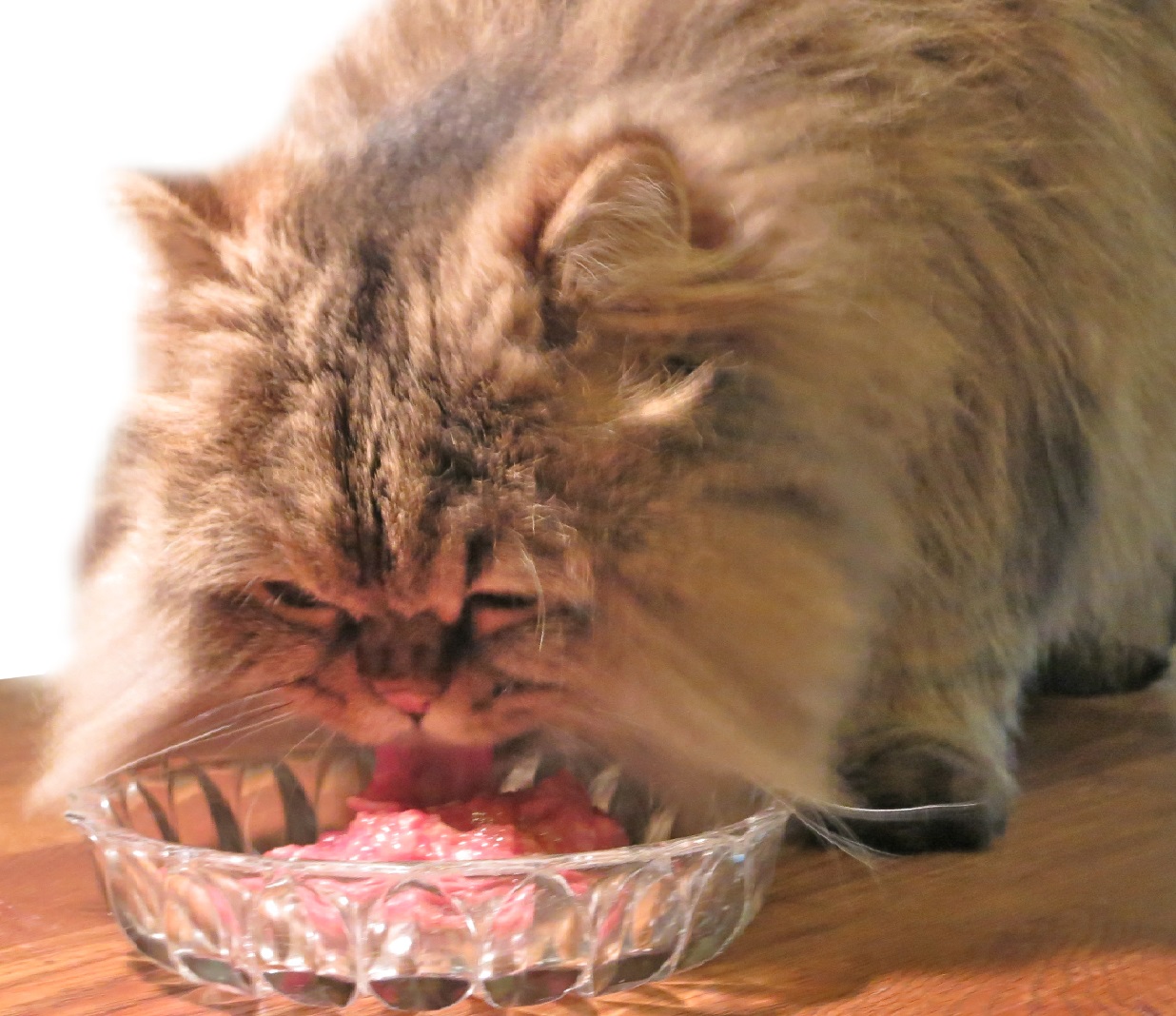 اهمیت رعایت تنوع در خوراک گربه