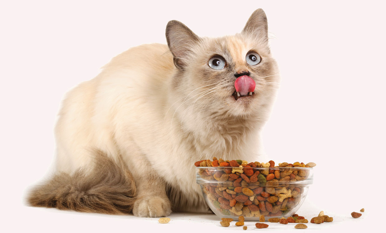 استانداردهای خوراک گربه خانگی چیست؟