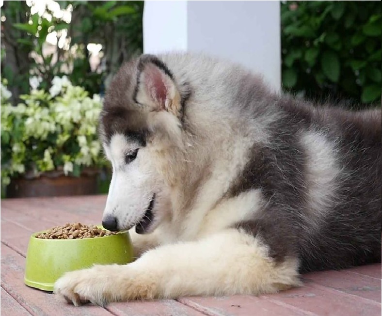 اهمیت استفاده از غذا حمایتی سگ چیست؟