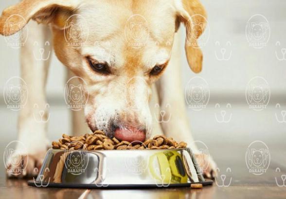 همه چیز درباره غذای سگ در سنین مختلف