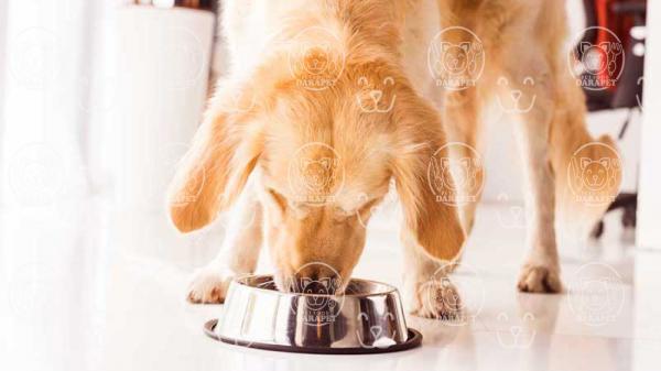 راهنمای خرید غذای سگ ژرمن شپرد