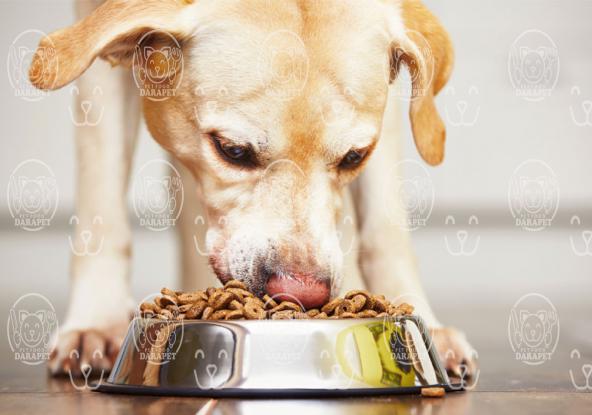 معرفی انواع غذای سگ خانگی