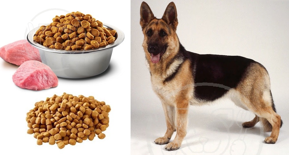 خوراک مناسب برای سگ نگهبان در فصول مختلف
