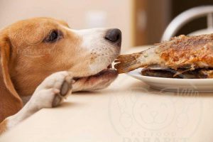 اهمیت ارزش غذایی خوراک سگ گله