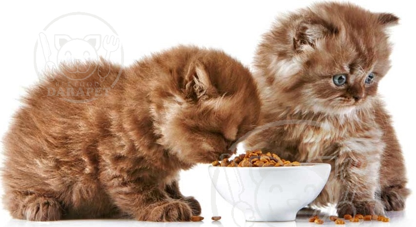 اهمیت ارزش غذایی خوراک گربه خانگی