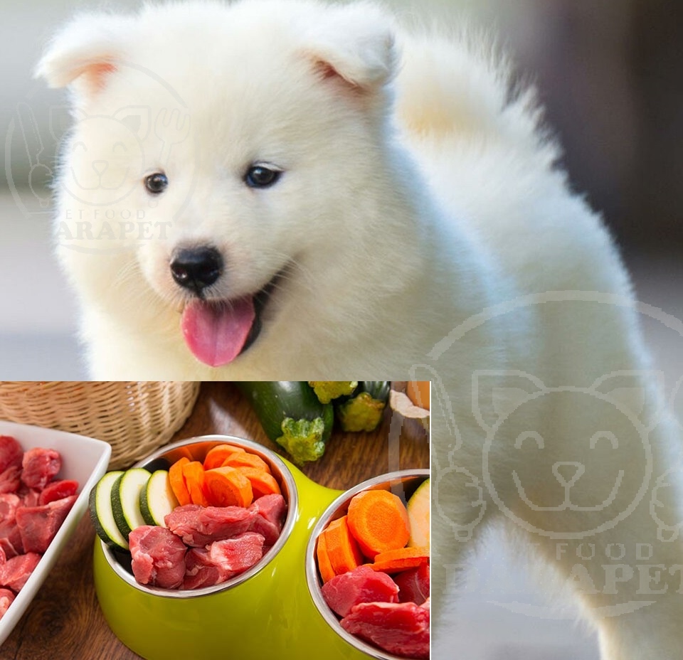غذای مناسب برای چاق شدن سگ چیست؟