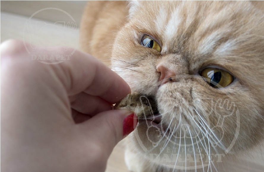 نحوه دادن غذا به گربه