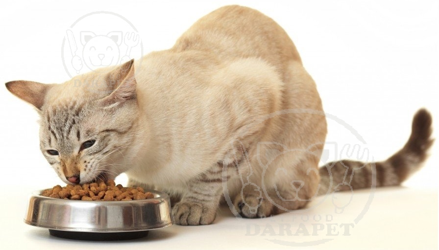 مقدار مصرف رزانه خوراک خشک گربه بالغ