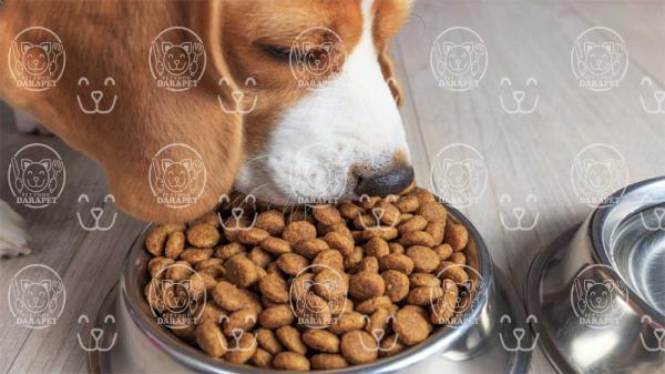 راهنمای انتخاب بهترین نوع غذا سگ 