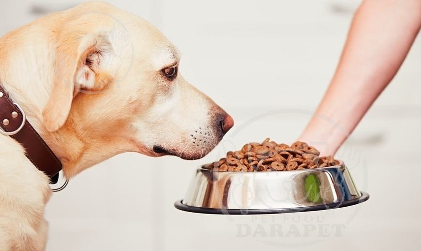 روش دادن غذای خشک به سگ