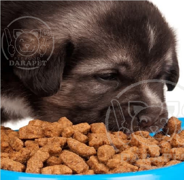 دلیل محبوبیت خوراک خشک سگ