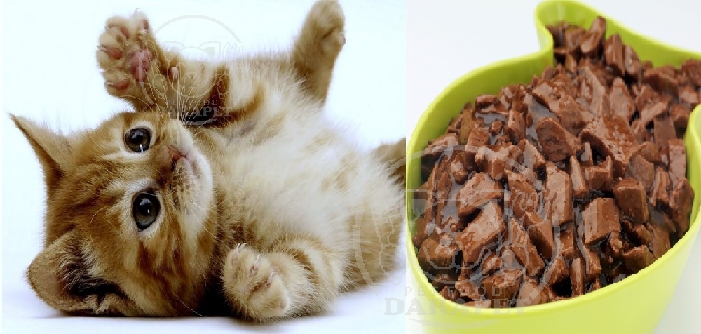 ویژگی بارز خوراک بچه گربه چیست؟