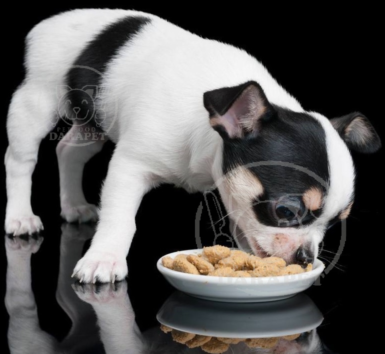 چه غذایی برای سگ 3 ماهه مفید است؟